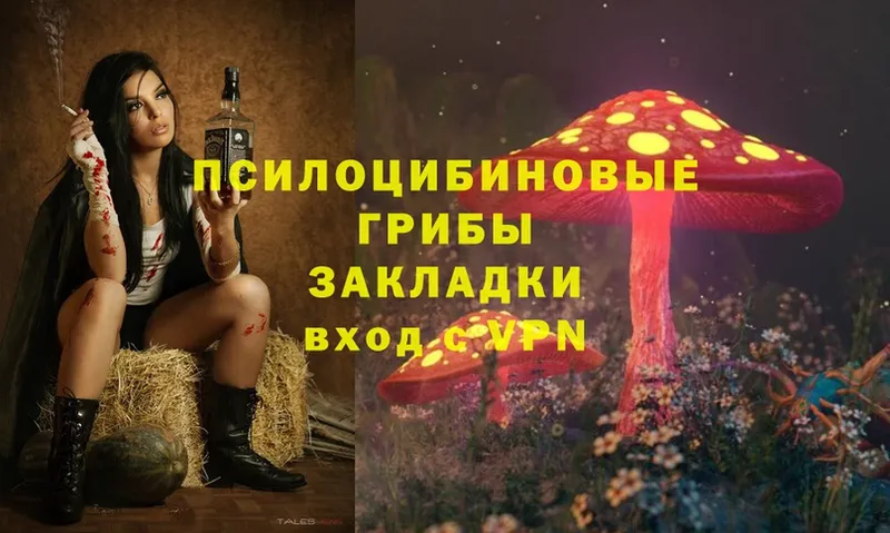 Псилоцибиновые грибы Psilocybe  наркошоп  Сосновый Бор 